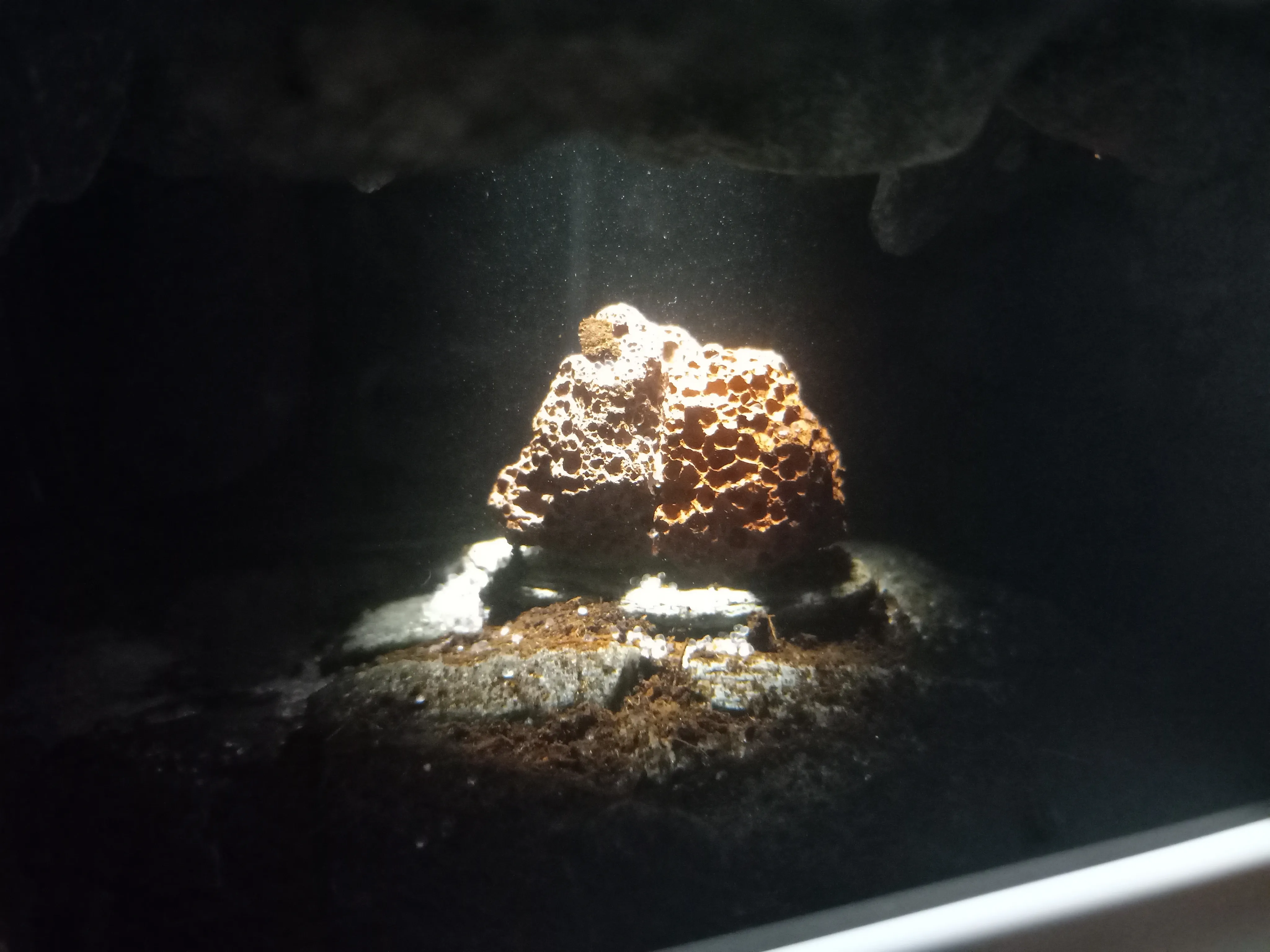 Aquarium 2.0 image 7